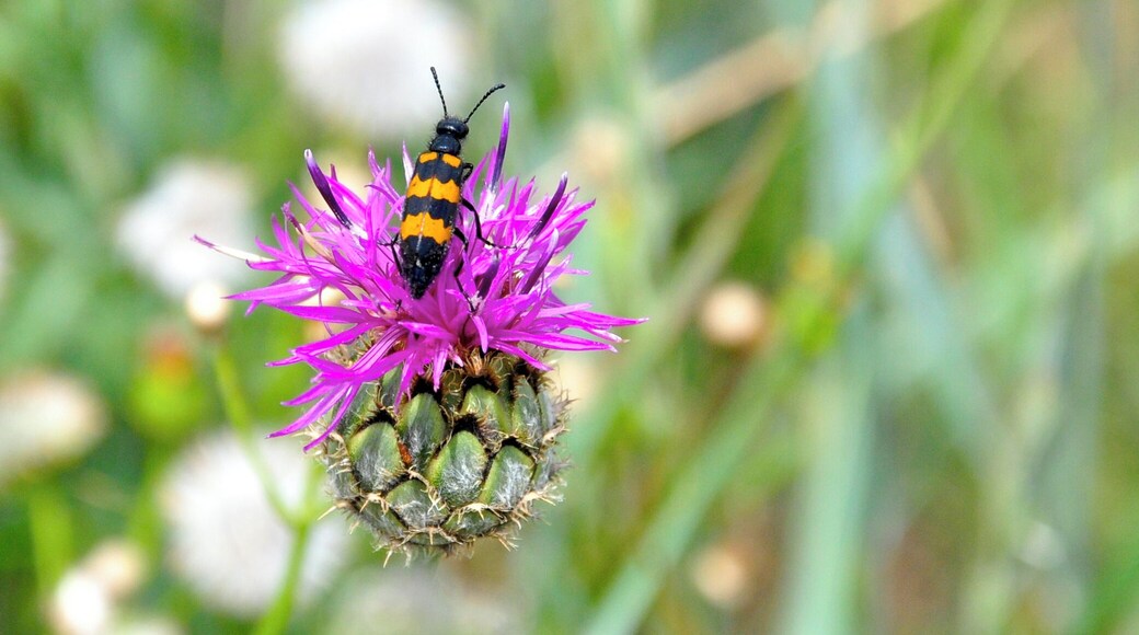 Spotted this little fella on the walk up to the viaduct viewing point.