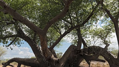Old broken baobab tree between Tsumkwe and Khaudum National Park in northern Namibia
