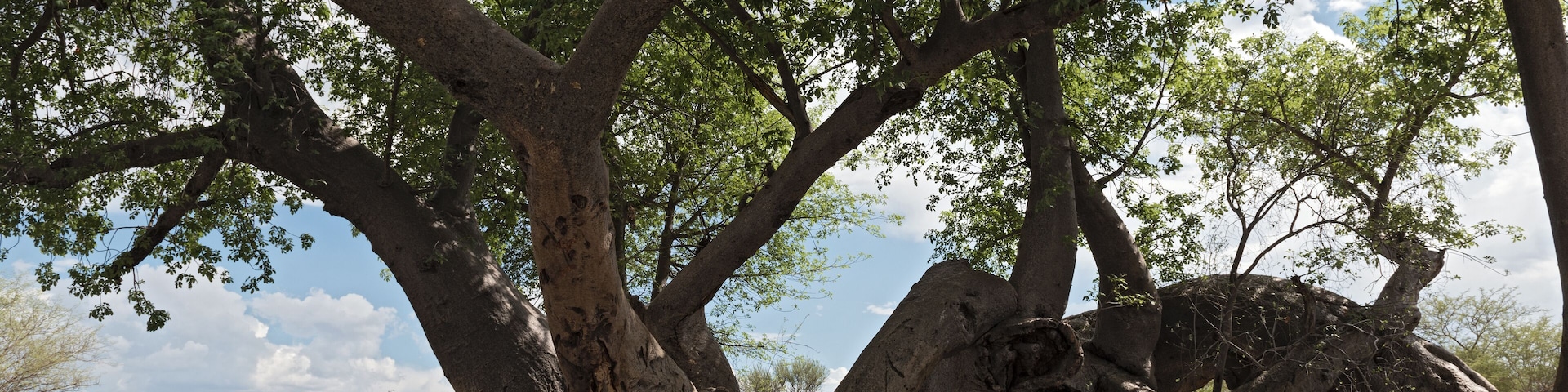 Old broken baobab tree between Tsumkwe and Khaudum National Park in northern Namibia
