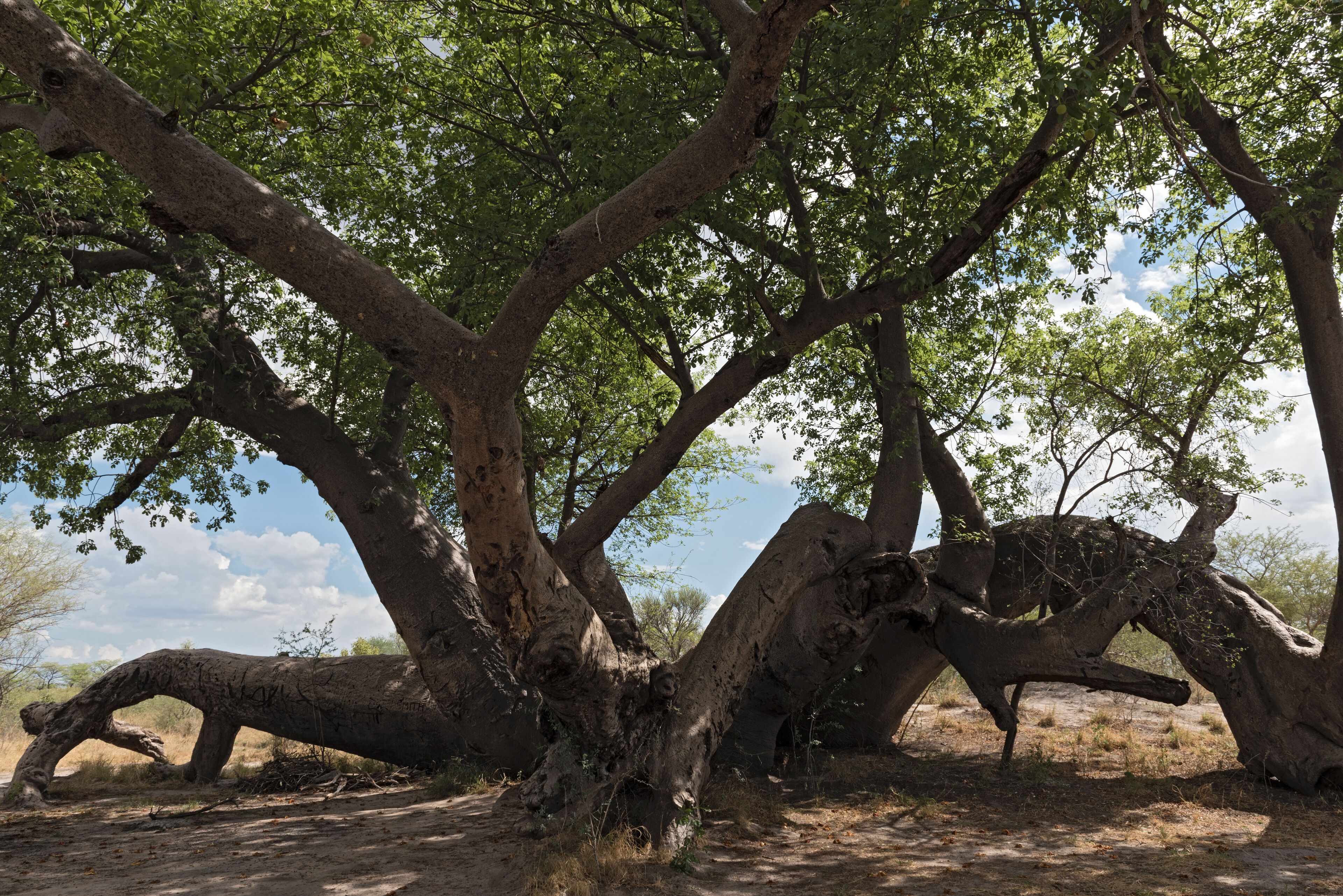 A large tree with a twisted trunk and branches, surrounded by dry grass and a clear sky.