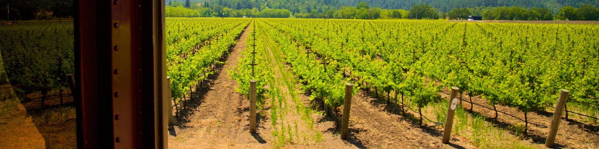 A vineyard with rows of grapevines and a mountainous backdrop.