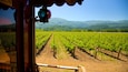 A vineyard with rows of grapevines and a mountainous backdrop.