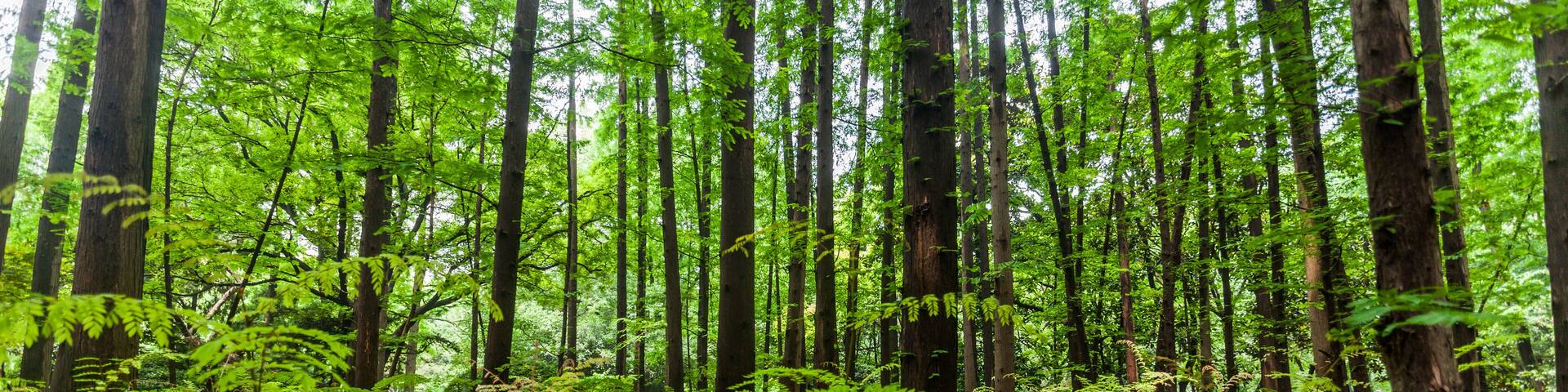 Zhongshan Park Shanghai