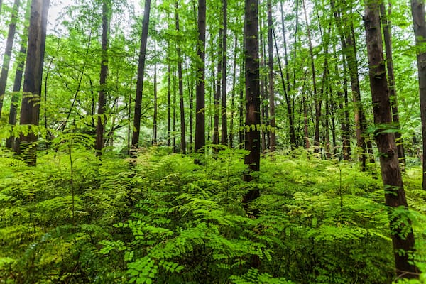 Zhongshan Park Shanghai