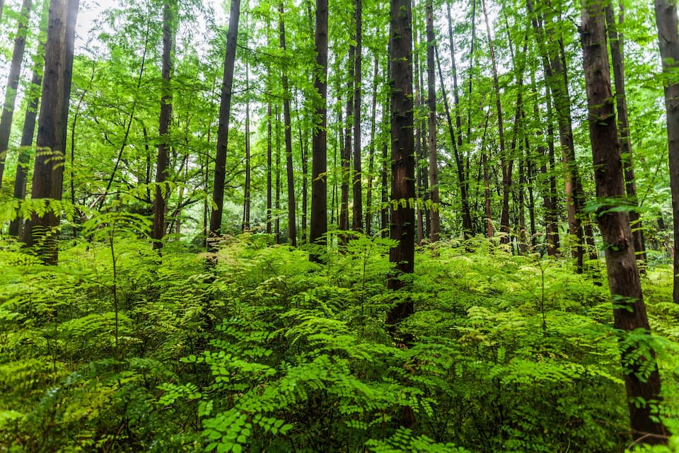A dense forest with tall trees and lush green ferns.