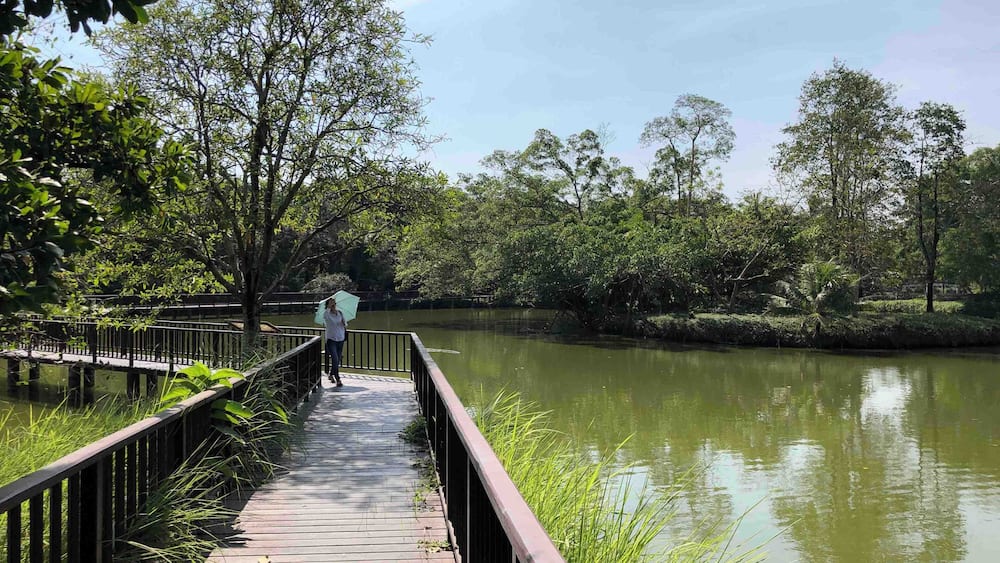 If you’re done wandering in the heart of Bangkok, head to the lung of Bangkok. This place offers an escape from the city hustle and bustle so you can slow down and relax. Rent a bicycle and explore this wetland, it’s worth it.