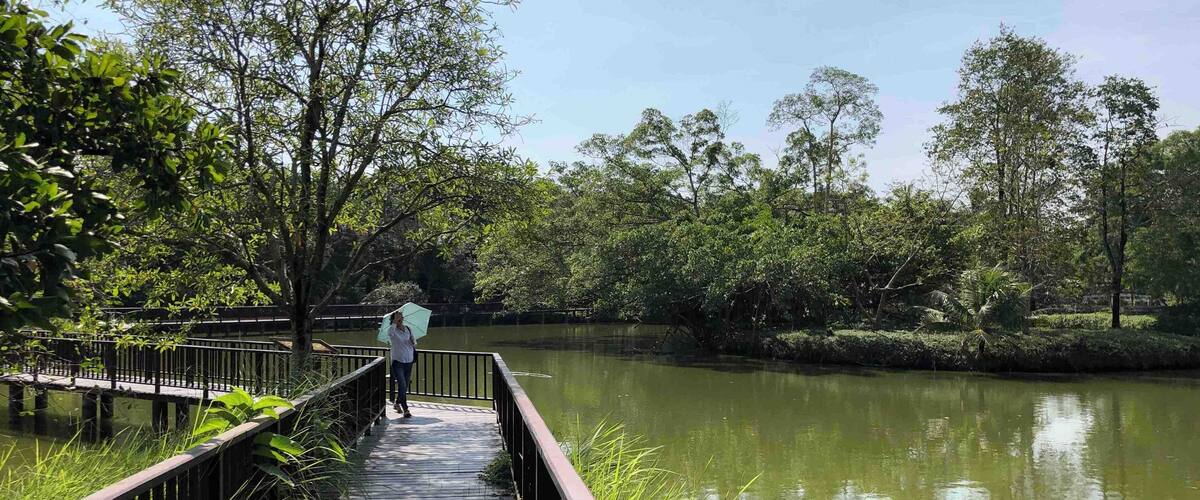 A wooden boardwalk over a calm river, surrounded by lush greenery and trees.