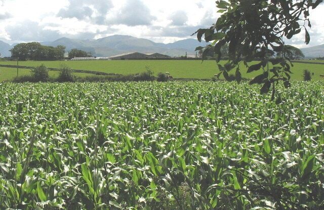 Farmland and buildings at Castellior Farm