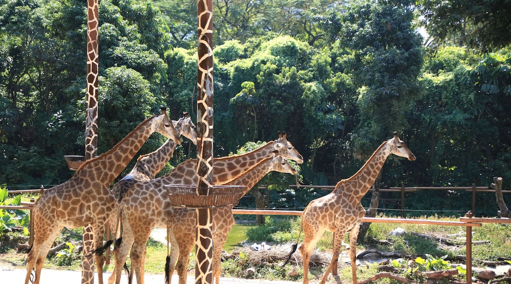 Safari Park de Shenzhen