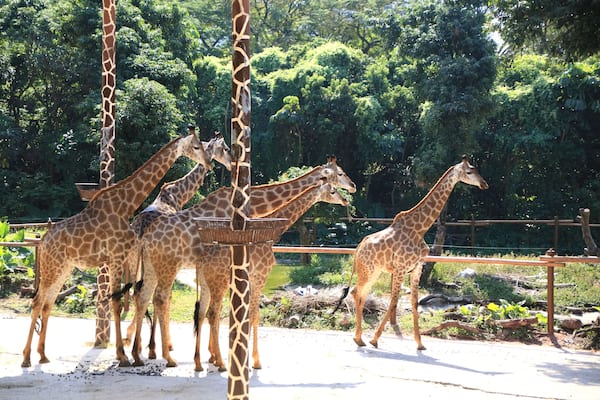 group of giraffe in Shenzhen, China