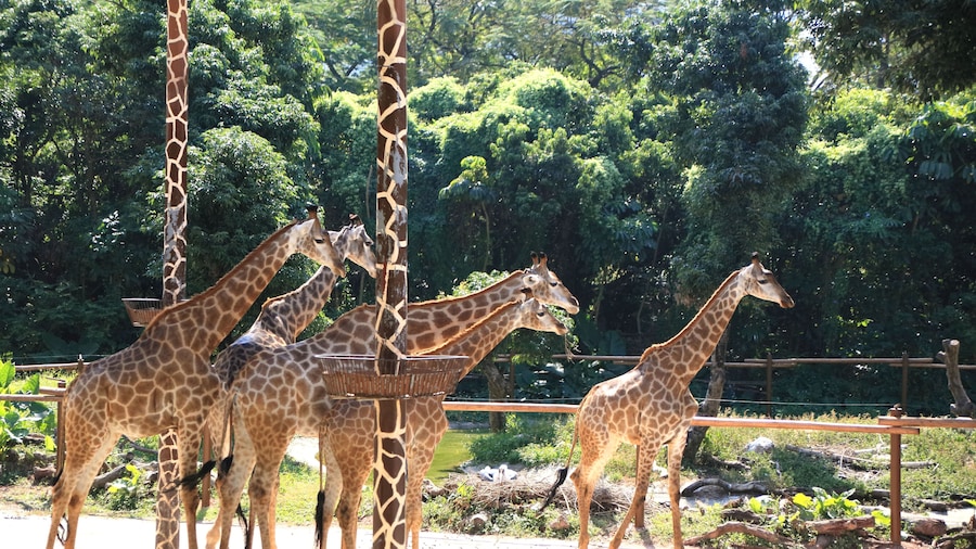 Safari Park de Shenzhen