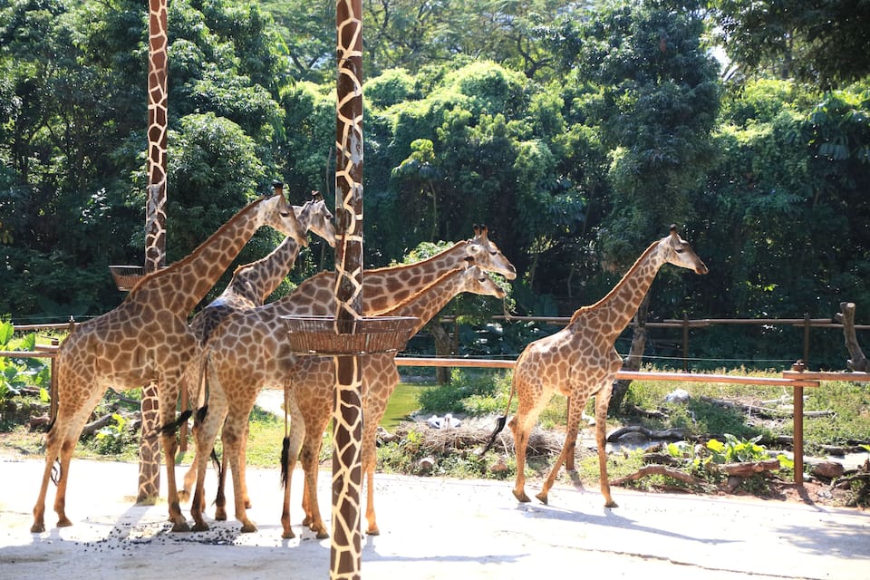 Un grupo de jirafas en un recinto de zoológico, con árboles y una valla al fondo.