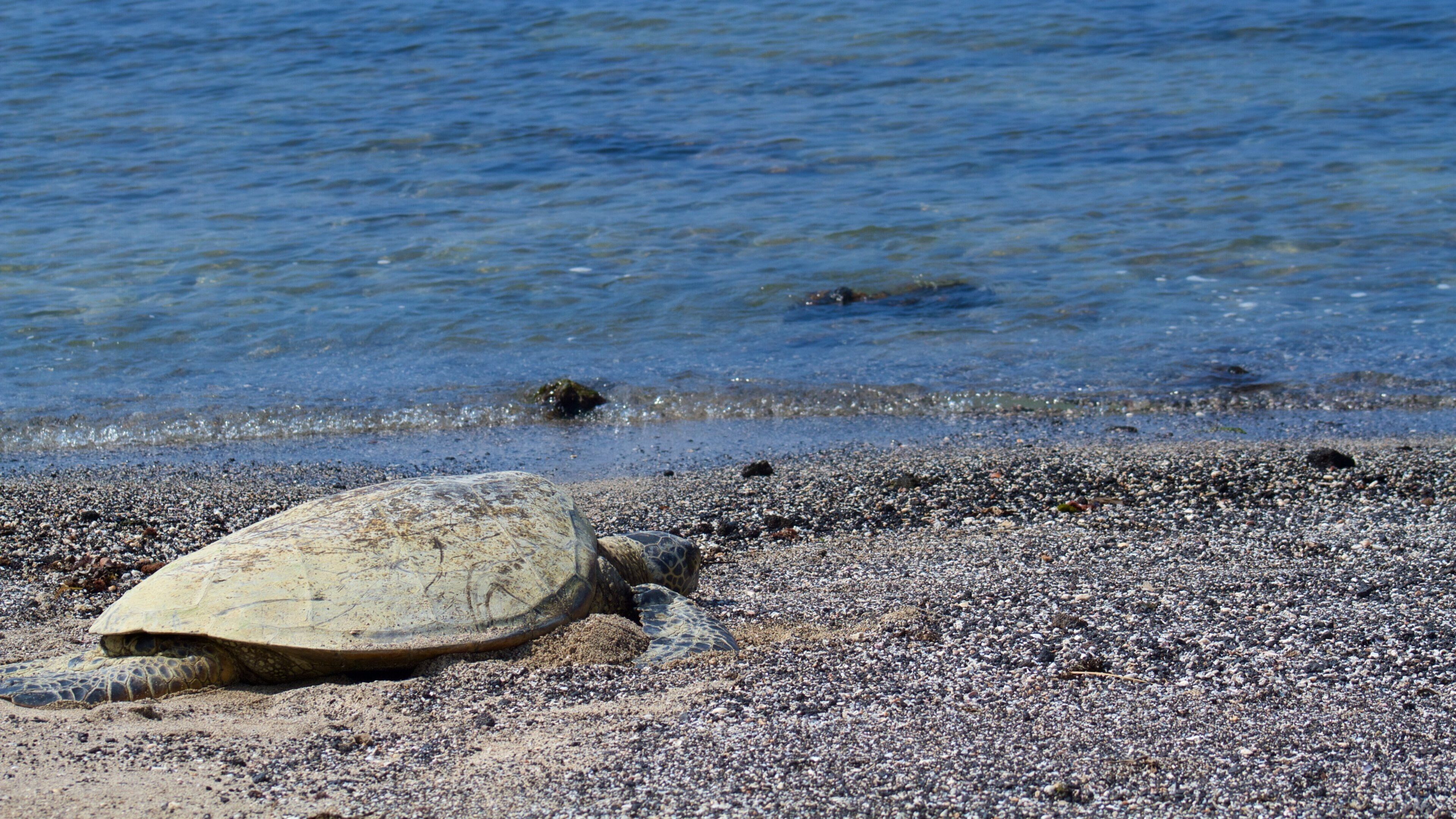 Kaloko-Honokohau National Historical Park which includes a pebble beach and marine life