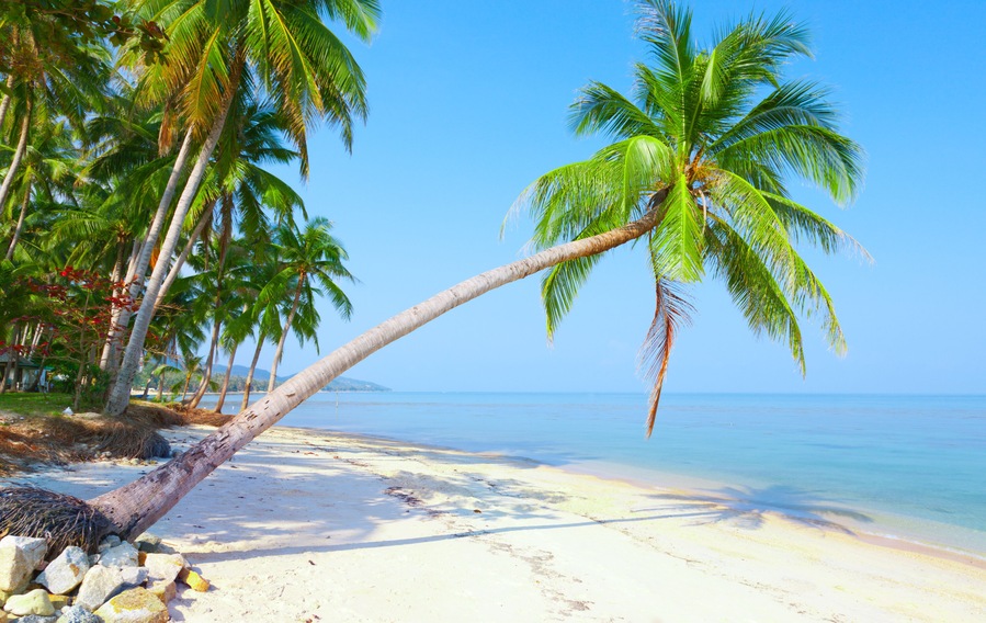 tropical beach with coconut palm. Bang Po beach, koh Samui, Thailand; Shutterstock ID 83615074