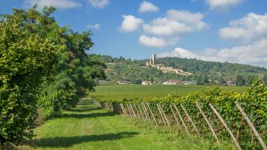 Weinort Wachenheim an der Weinstrasse mit Ruine Wachtenburg