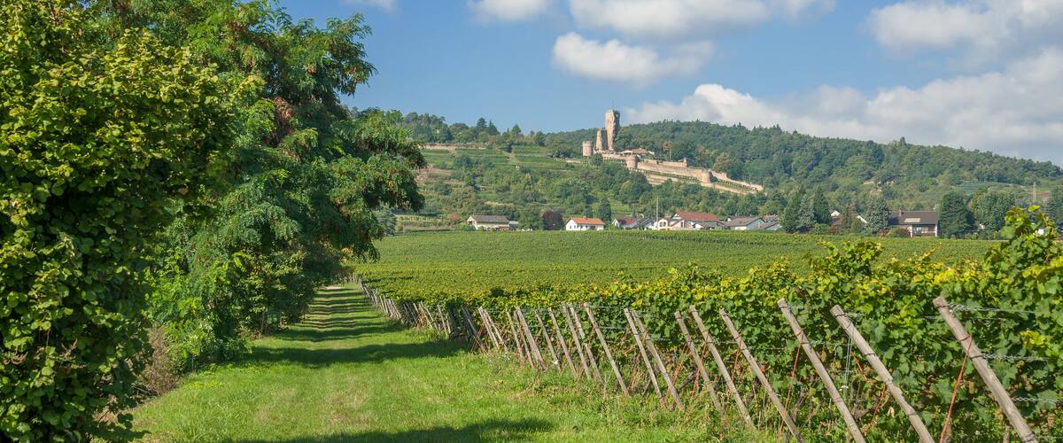 A vineyard path leading to a castle on a hill.