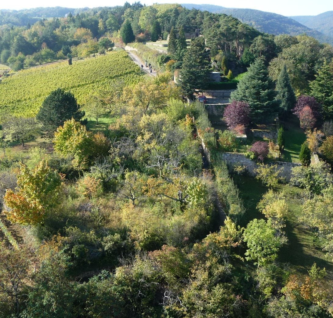 A vineyard with rows of grapevines, a stone wall, and a pathway.
