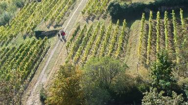 An aerial view of a vineyard with rows of grapevines and a dirt path.