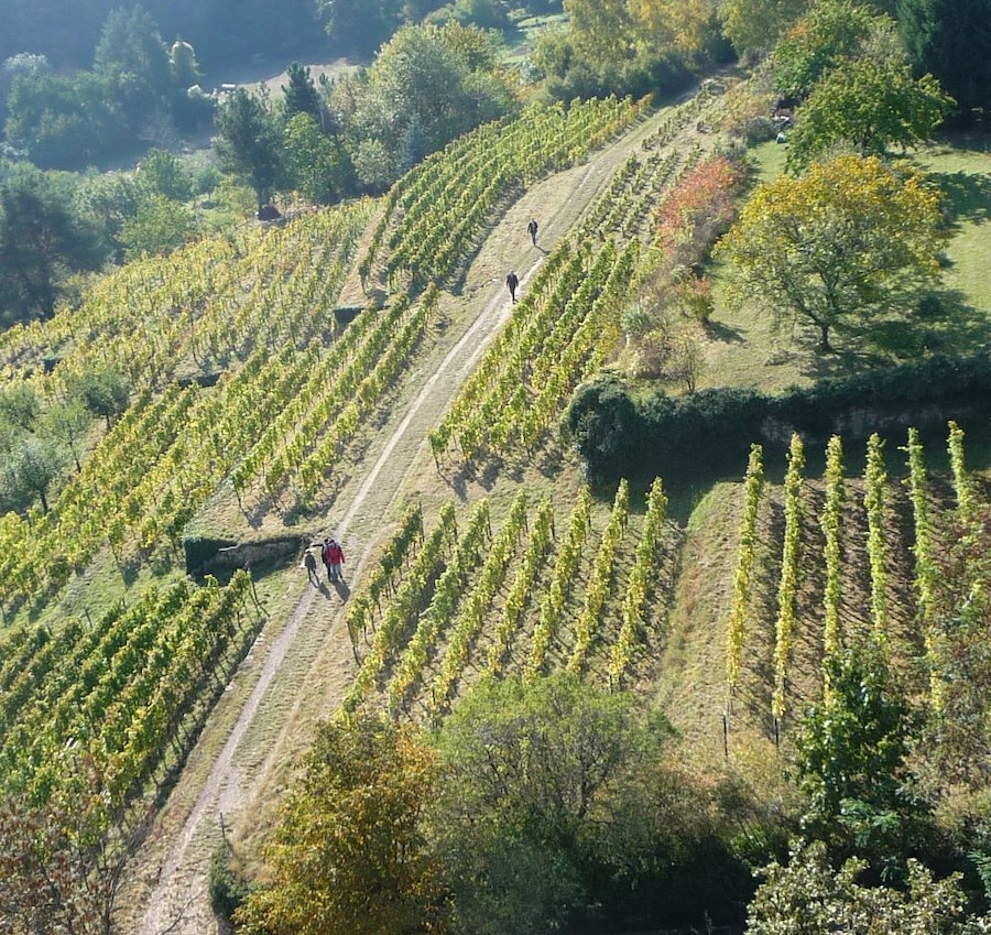 Vista aèria d'una vinya amb filades de ceps i un camí de terra.