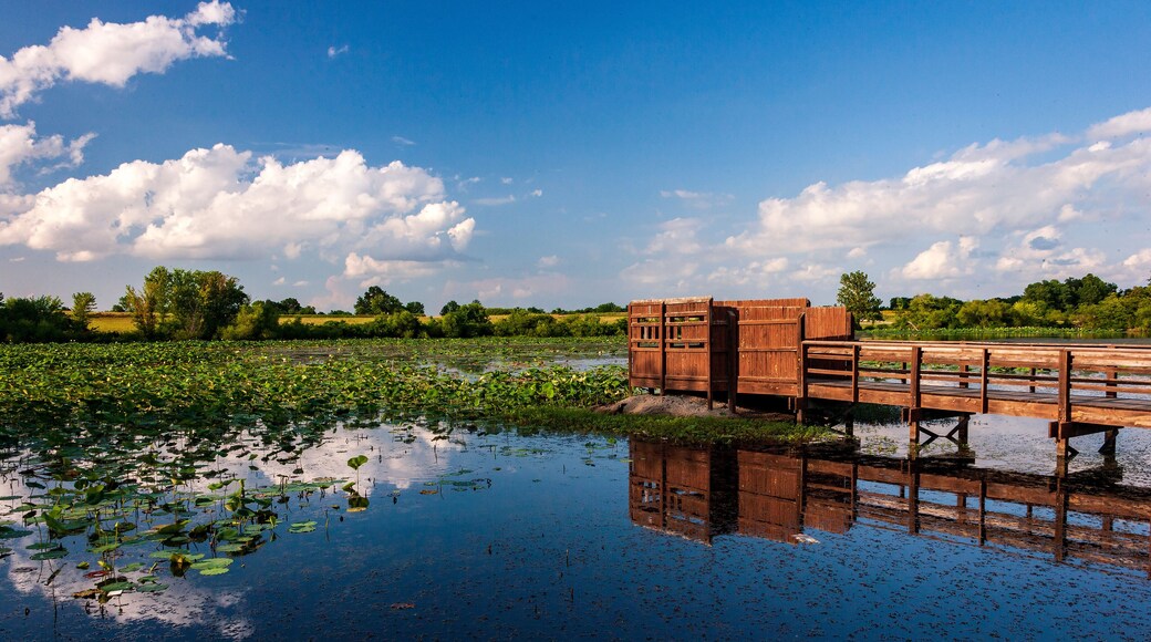 Wetlands landscape with a bird blind and cloudy sky reflected in a lake at the August A. Busch Memorial Conservation Area in St. Charles County Missouri