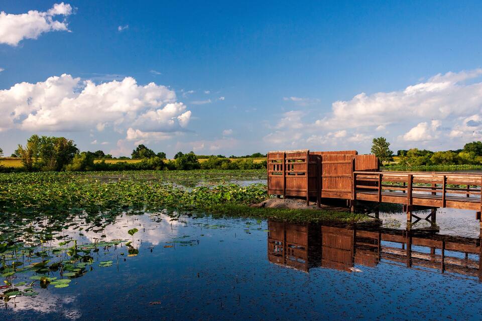 A wooden dock extending into a pond with lily pads, surrounded by lush greenery and a clear blue sky.