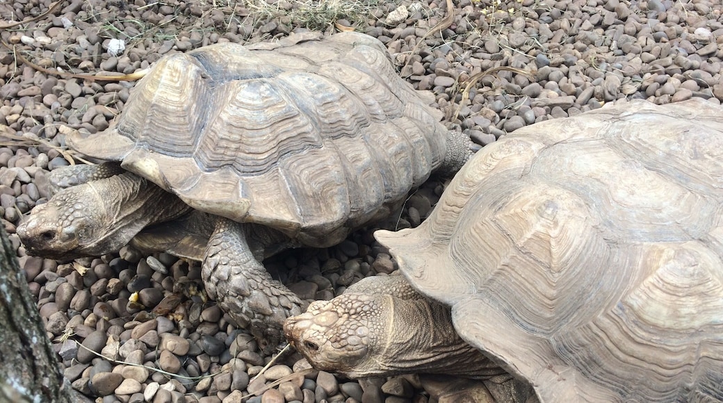 Animals are amazing. We have to love them and respect their habitats.
Have a nice day 🐢
#travel #animal #nature #spain