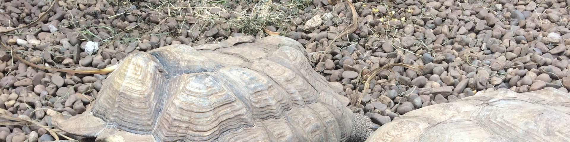 Animals are amazing. We have to love them and respect their habitats.
Have a nice day 🐢
#travel #animal #nature #spain