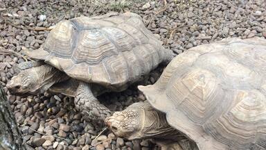 Animals are amazing. We have to love them and respect their habitats.
Have a nice day 🐢
#travel #animal #nature #spain
