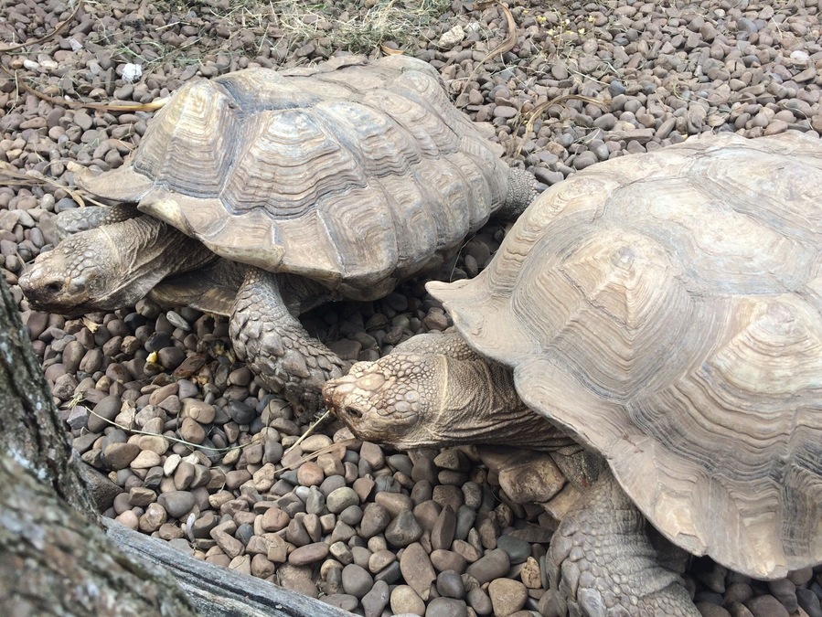 Animals are amazing. We have to love them and respect their habitats.
Have a nice day 🐢
#travel #animal #nature #spain