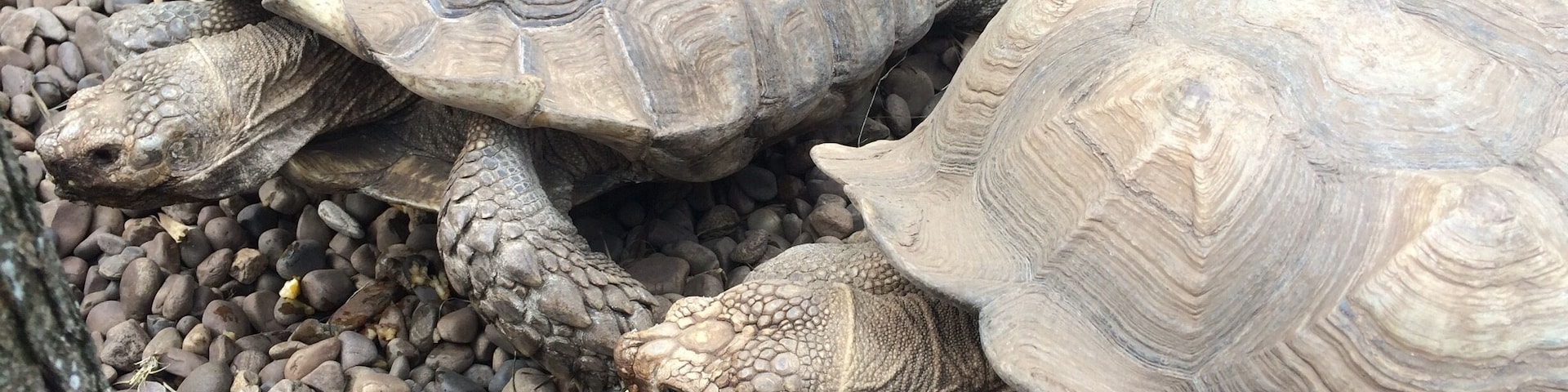 Animals are amazing. We have to love them and respect their habitats. 
Have a nice day 🐢
#travel #animal #nature #spain