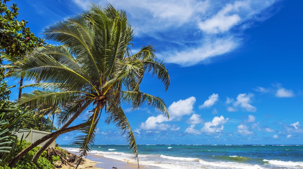 Punaluu Beach on Oahu Island, Hawaii, USA, Shutterstock ID 561711106, purchase_order: SP-1269 HA 2018 Batch 1, Order: , client: , other: