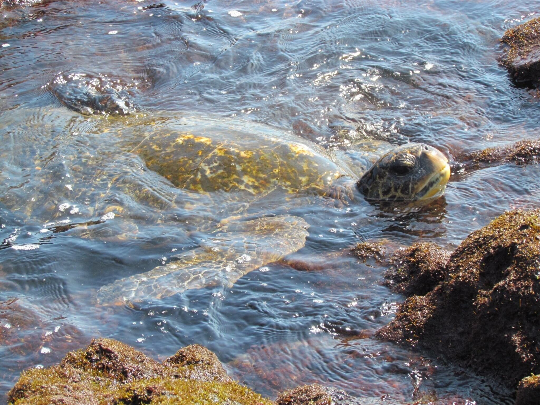 A Green Sea Turtle (Honu in the Hawaiian language) feeding on water plants near the beach. They wedge themselves between the rocks to get to the sea weed.