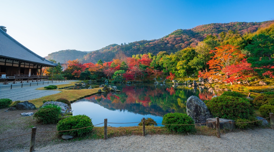 京都 天龍寺の紅葉