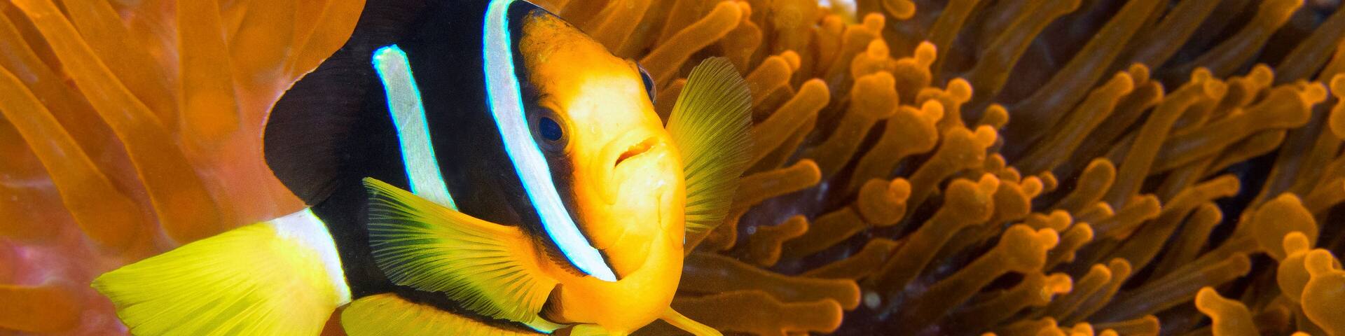 Clarck's Anemonefish, Amphiprion clarkii, Clarki Clown, Coral Reef, South Ari Atoll, Maldives, Indian Ocean, Asia