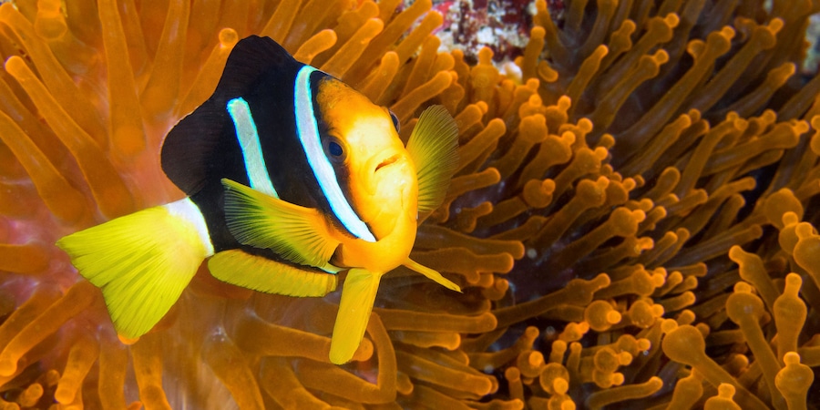 Clarck's Anemonefish, Amphiprion clarkii, Clarki Clown, Coral Reef, South Ari Atoll, Maldives, Indian Ocean, Asia