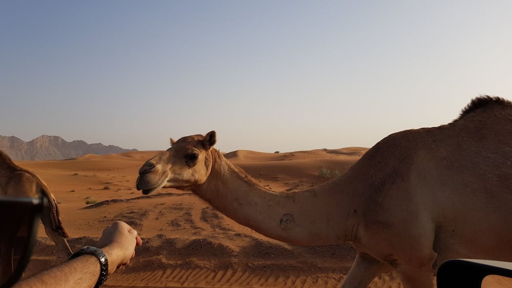 Hello cutie
#weloveourmarkets #EMEA
#lifeatexpedia
#expediadubai