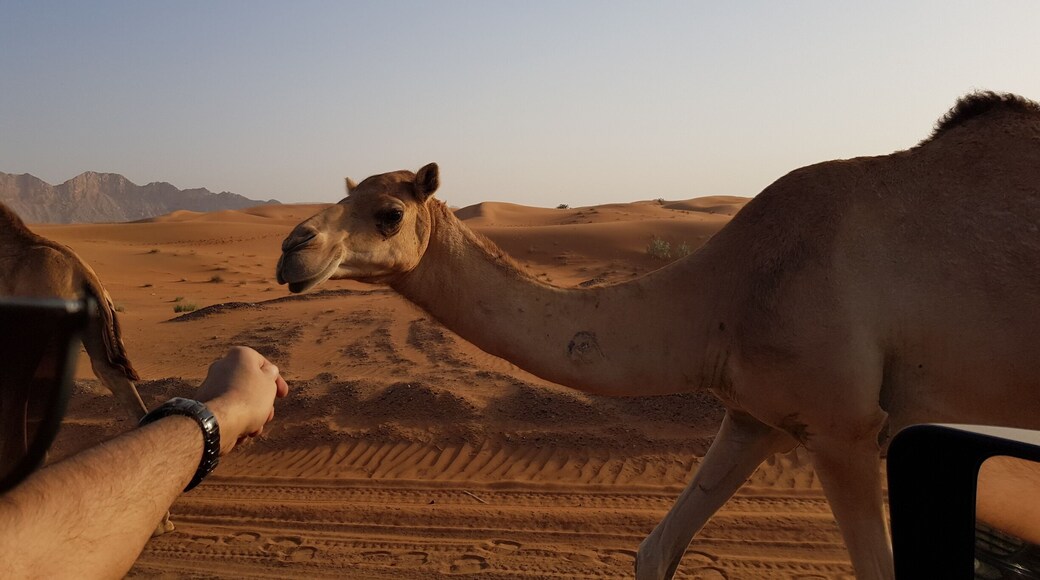 Hello cutie
#weloveourmarkets #EMEA
#lifeatexpedia
#expediadubai