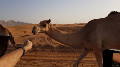 Hello cutie
#weloveourmarkets #EMEA
#lifeatexpedia
#expediadubai