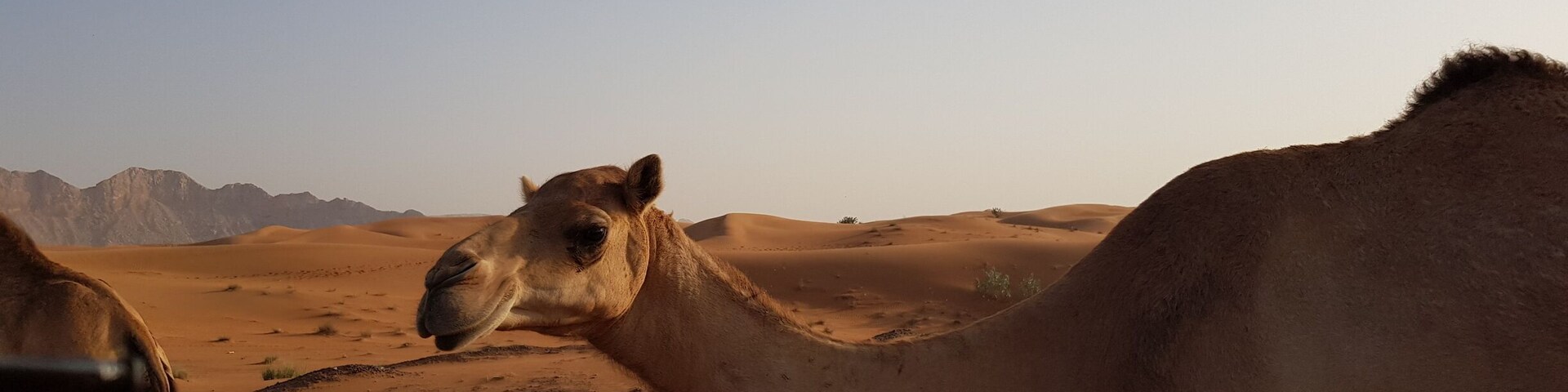 Hello cutie
#weloveourmarkets #EMEA
#lifeatexpedia
#expediadubai