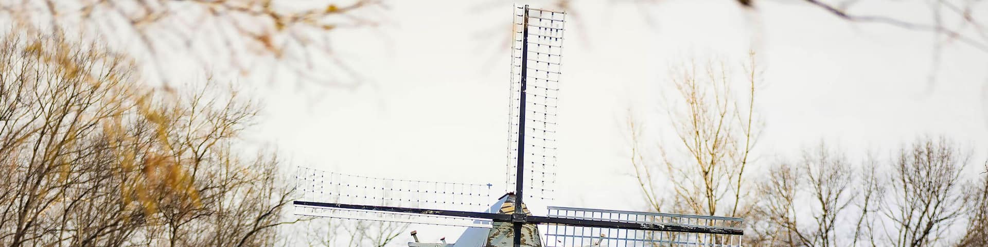 Blooming Tulips and Miniature Windmill at Windmill Island Gardens