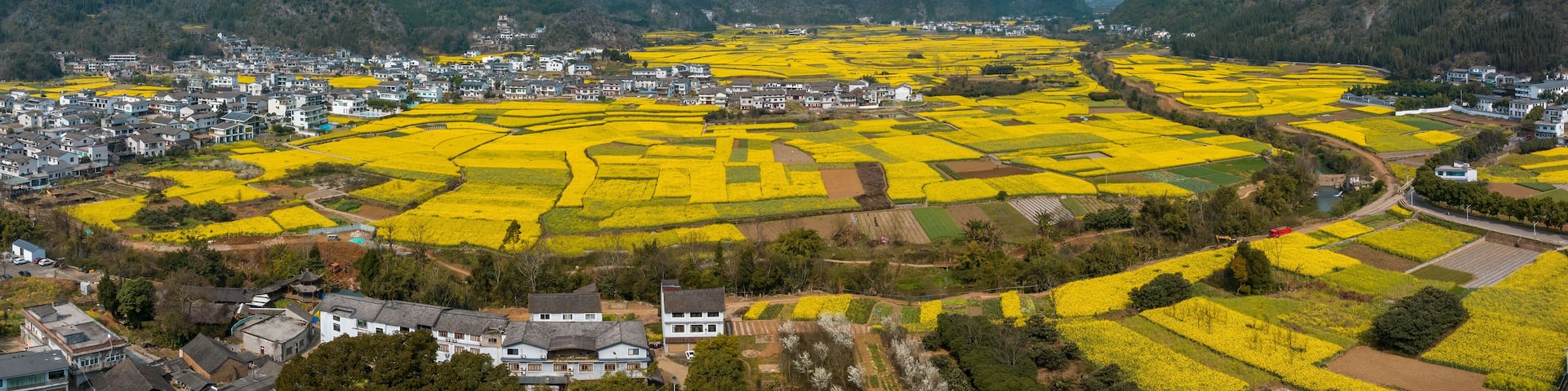 Guizhou xingyi hoodoo rape flowers
