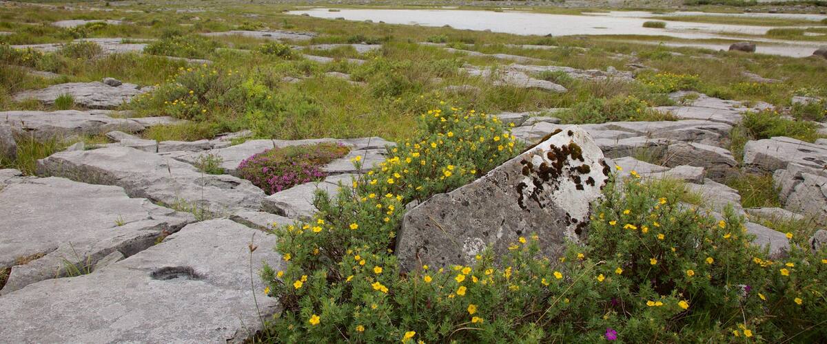 The Burren showing tranquil scenes and wildflowers