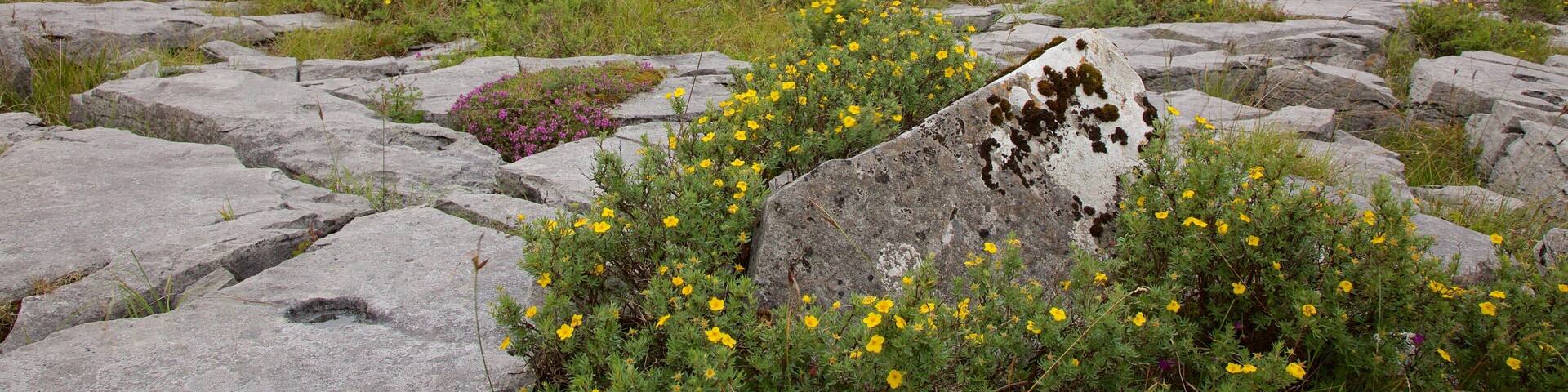 The Burren showing tranquil scenes and wildflowers