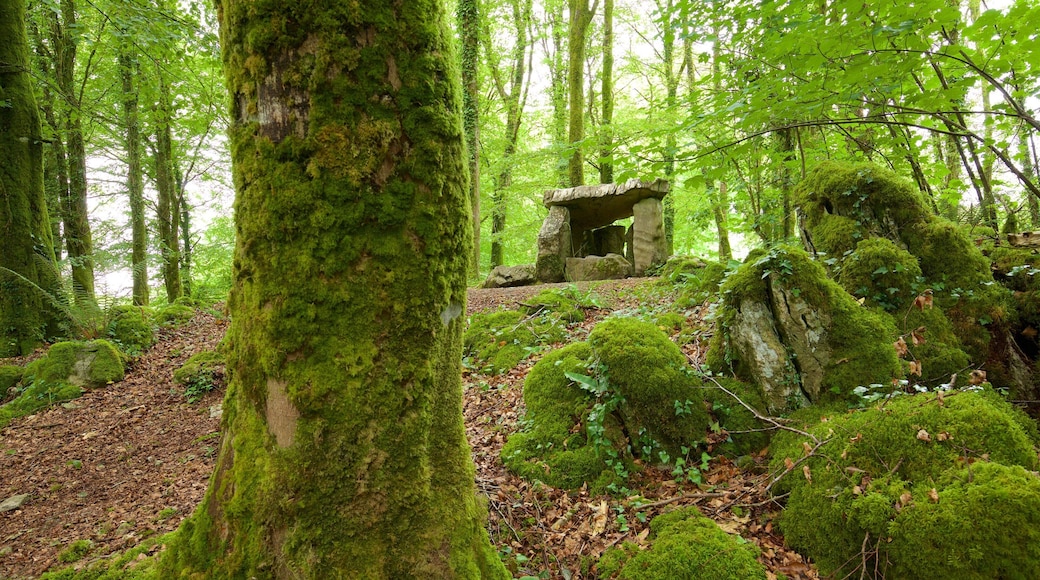 Craggaunowen featuring heritage elements, forest scenes and a cemetery