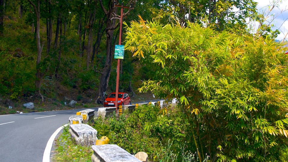 A winding road with a red car, surrounded by lush greenery and trees.