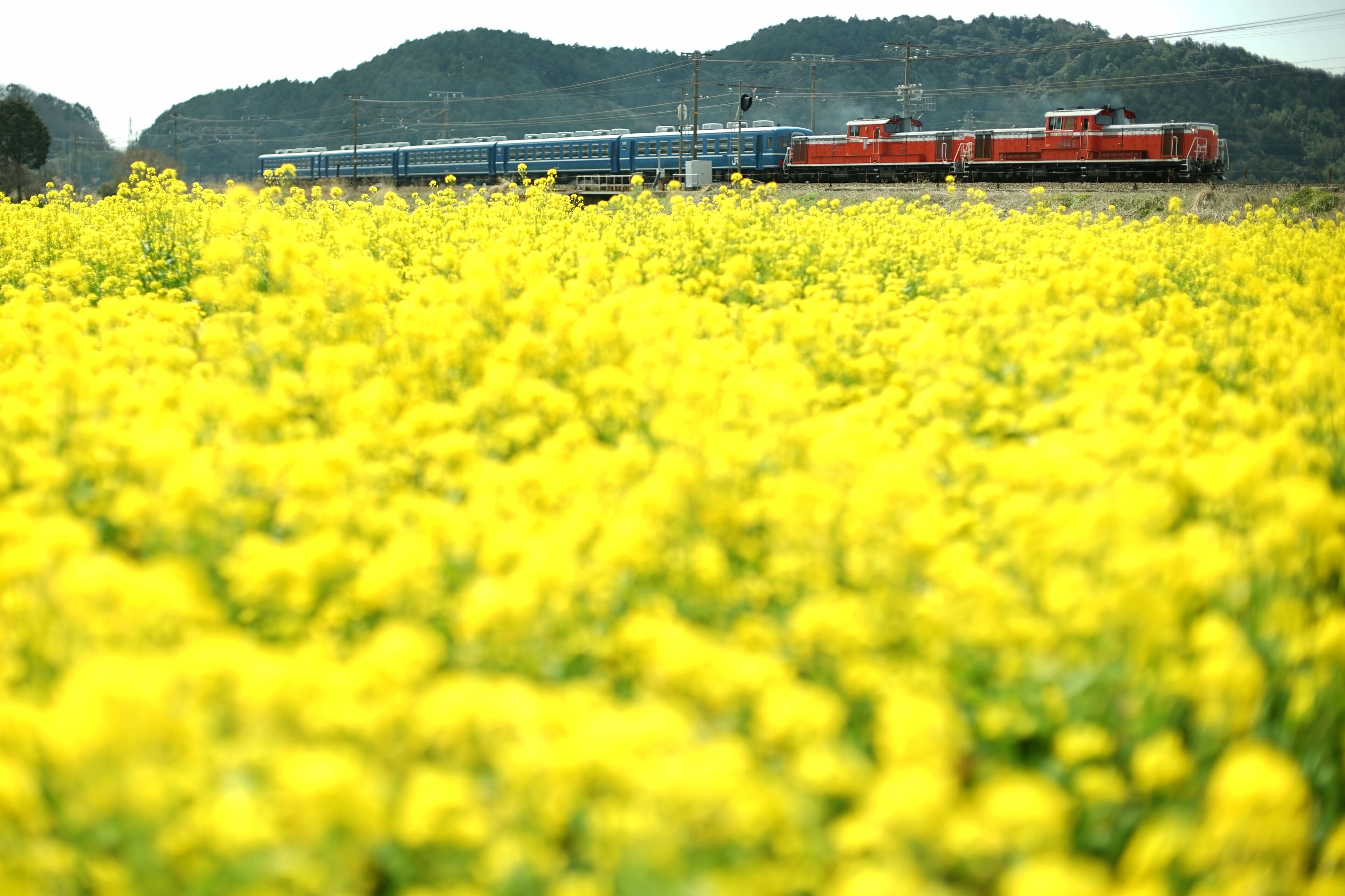 Double-headed train running Biwako line at canola flower season