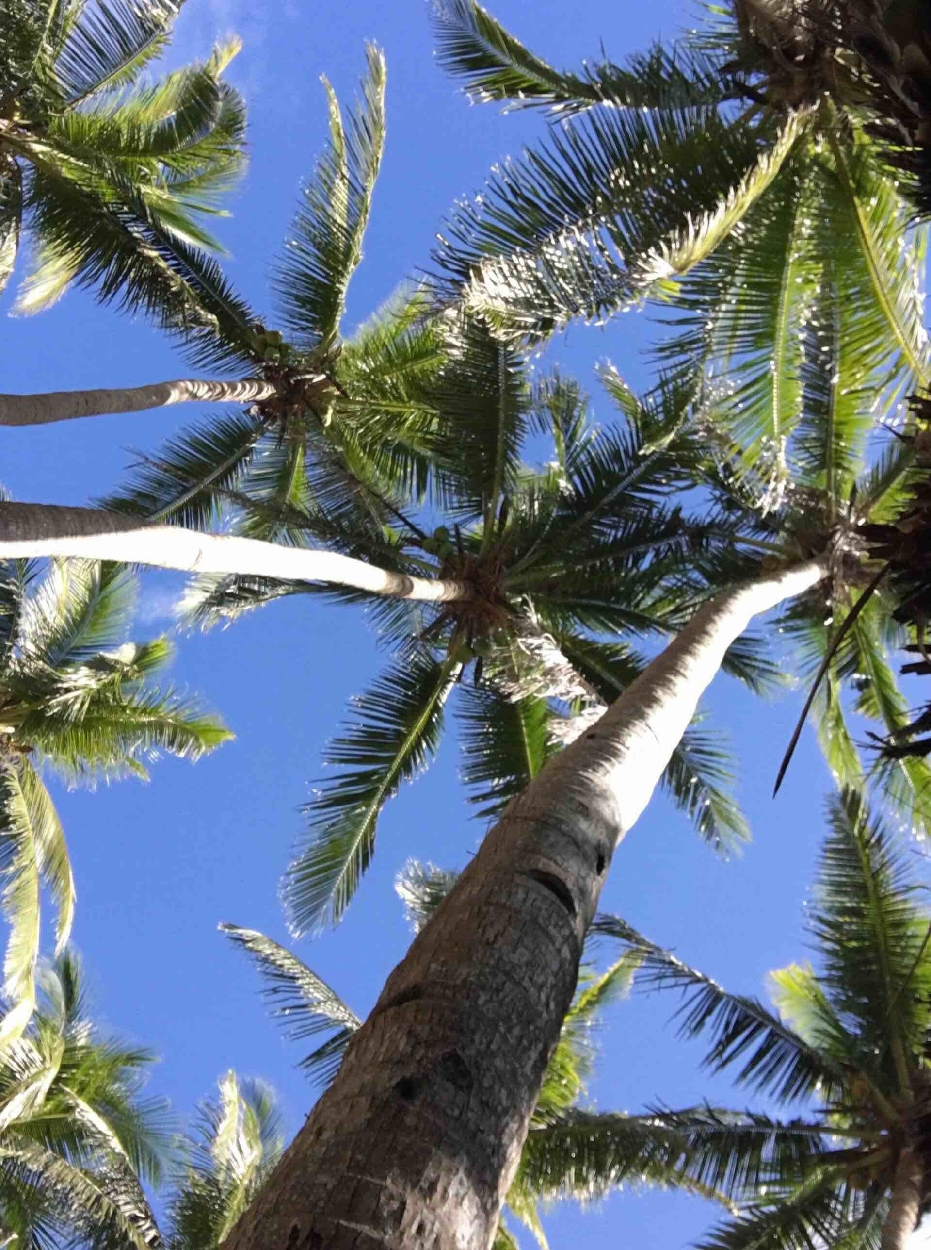 Group of coconut trees at Subli Subli Beach Resort in my home province Ilocos Norte (Philippines) took this picture when on vacation Dec. 24, 2018 as i celebrated my birthday at the Beach. Cottages and Videokes/karaokes are available for rent for those who love to sing. #Perspectives Photo Contest