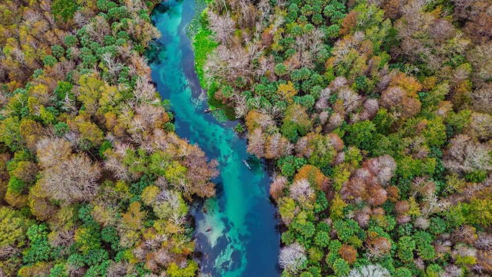 A river winding through a dense forest with a mix of green and autumnal foliage.
