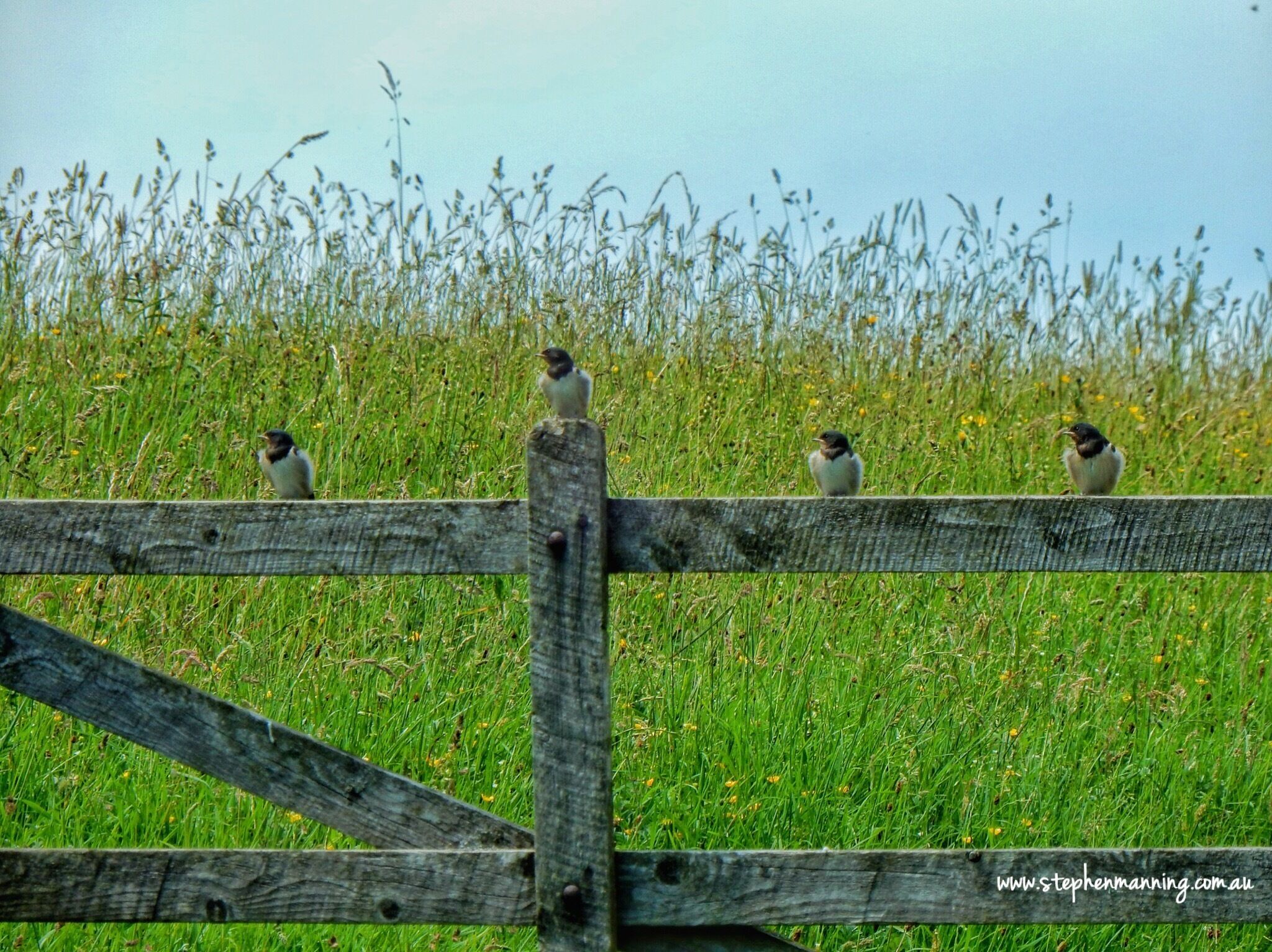 On the walk to the waterfall you pass through the farm meadows under the watchful eyes of these guys. One for my friend Charles. 