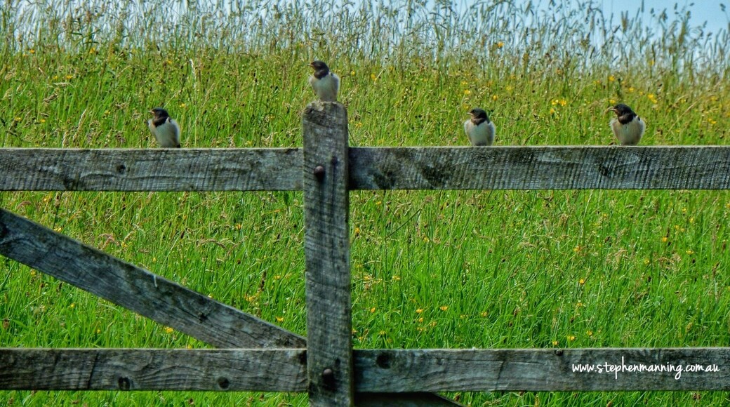 On the walk to the waterfall you pass through the farm meadows under the watchful eyes of these guys. One for my friend Charles.